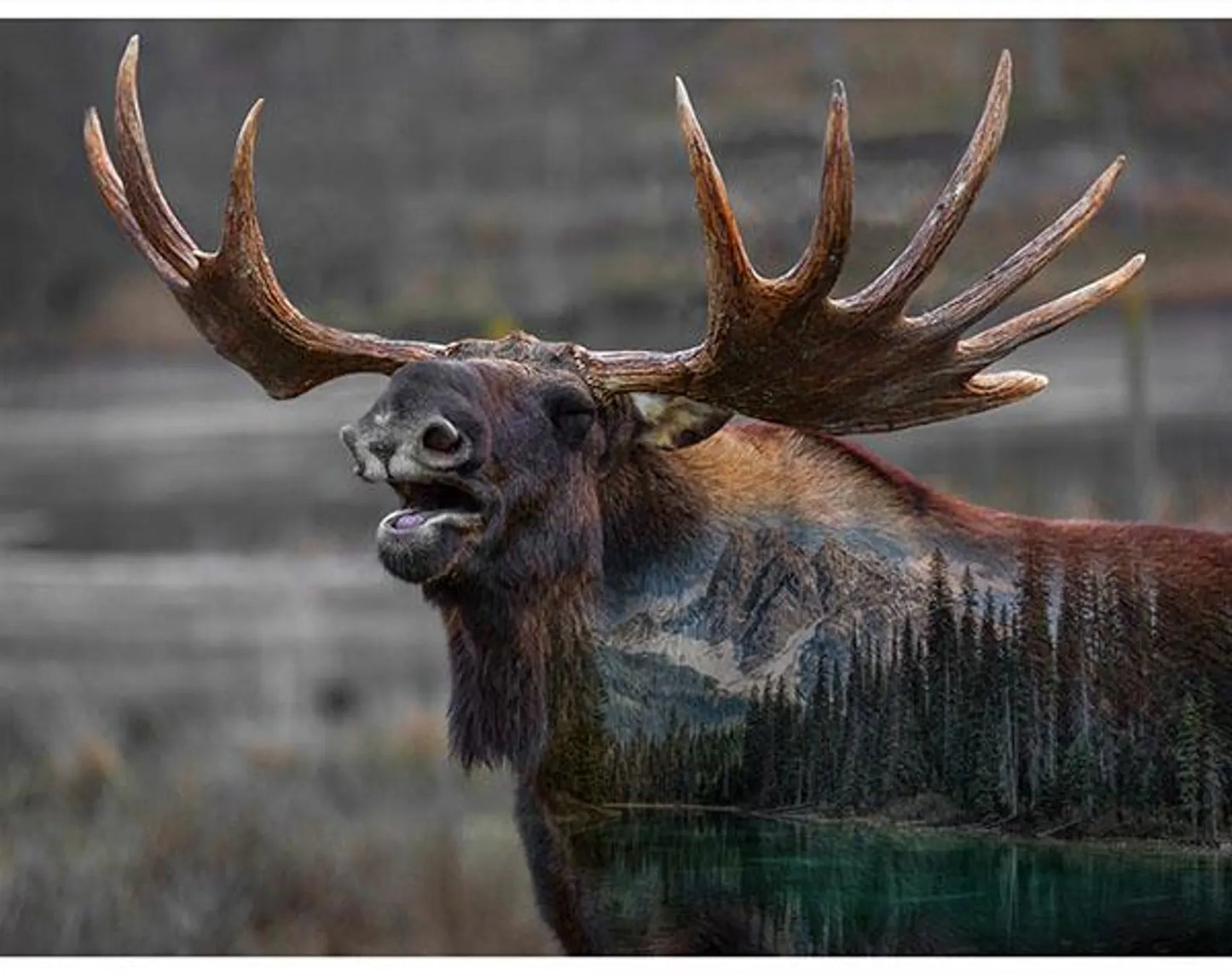 Call of the Wild Moose
